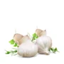 Fresh Garlic Pack of 4